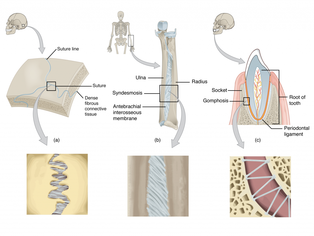 <p>are a type of joint that connects bones with dense connective tissue without allowing movement. also known as Synarthroses. </p>