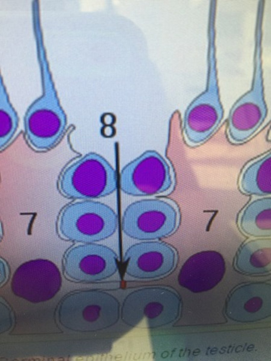 <p>Also called a Sertoli cell, this is part of a seminiferous tubule and helps in the process of spermatogenesis.</p>