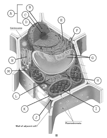 <p>A: Nucleus </p><p>B: Nucleoplasm </p><p>C: Nucleolous </p><p>D: Nuclear membrane </p><p>E: RER </p><p>F: SER </p><p>G: Vacuoles </p><p>I: Chloroplast </p><p>J: Cell wall </p><p>K: Plasma membrane</p><p>L: Mitochondria </p><p>N: Golgi apparatus </p><p>M: Golgi vesicles </p>