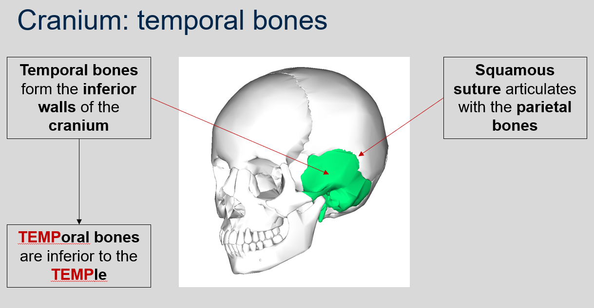 <p>Temporal bones. A mnemonic to remember this is that &quot;temporal&quot; sounds like &quot;temple,&quot; and the temporal bones are inferior to the temples.</p>