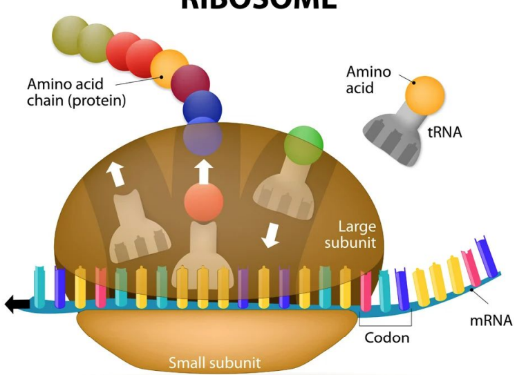 <p>Second step of translation, amino acids are added to <strong>build</strong> the polypeptide.</p>