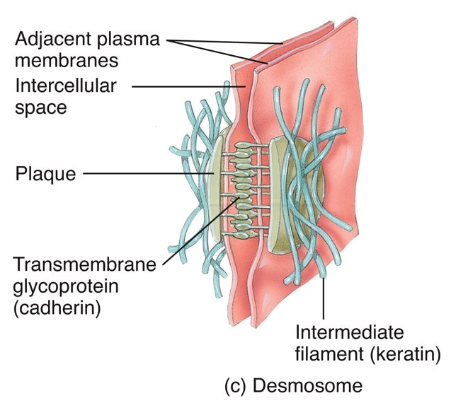 <p>plaque and have transmembrane glycoproteins (cadherins); epidermal cells and cardiac muscle; contributes to stability of cells and tissue (prevent epidermal cells from separating under tension and cardiac muscle cells from pulling apart during contraction​)</p>