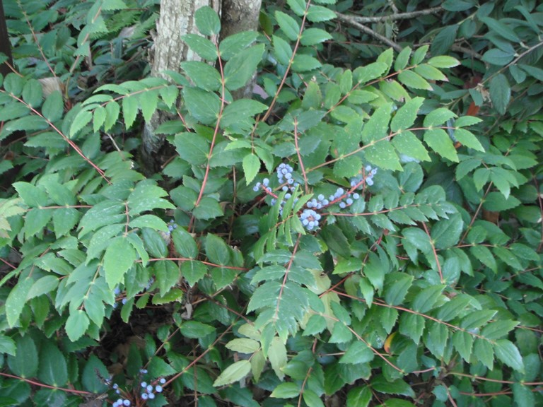<p>mahonia nervosa</p><p>characteristics: woody petiole goes all the way down, lighter, duller leaflets, serrated leaf edges, &gt;9 leaflets because nervous so puts on more, yellow flowers that produce berries, </p>