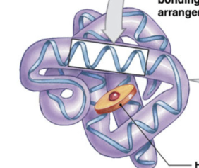 <ul><li><p>coiling and folding of 1 polypeptide</p></li><li><p>all proteins have tertiary structures but don’t need secondary structure</p></li></ul><p></p>