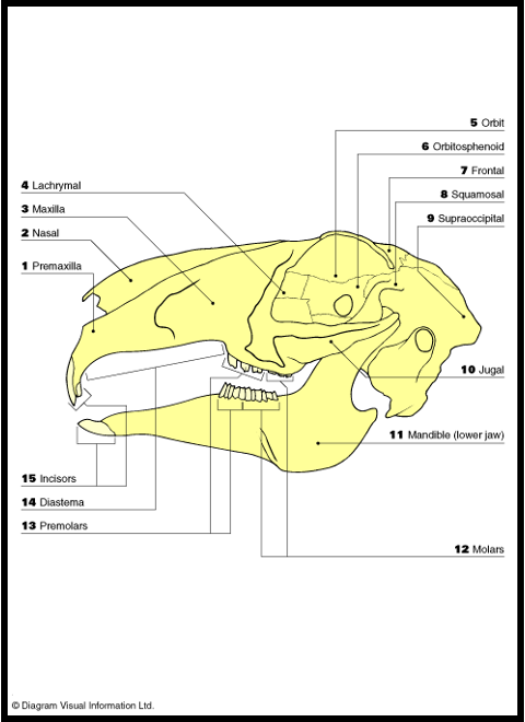 <p>Peg teeth</p>