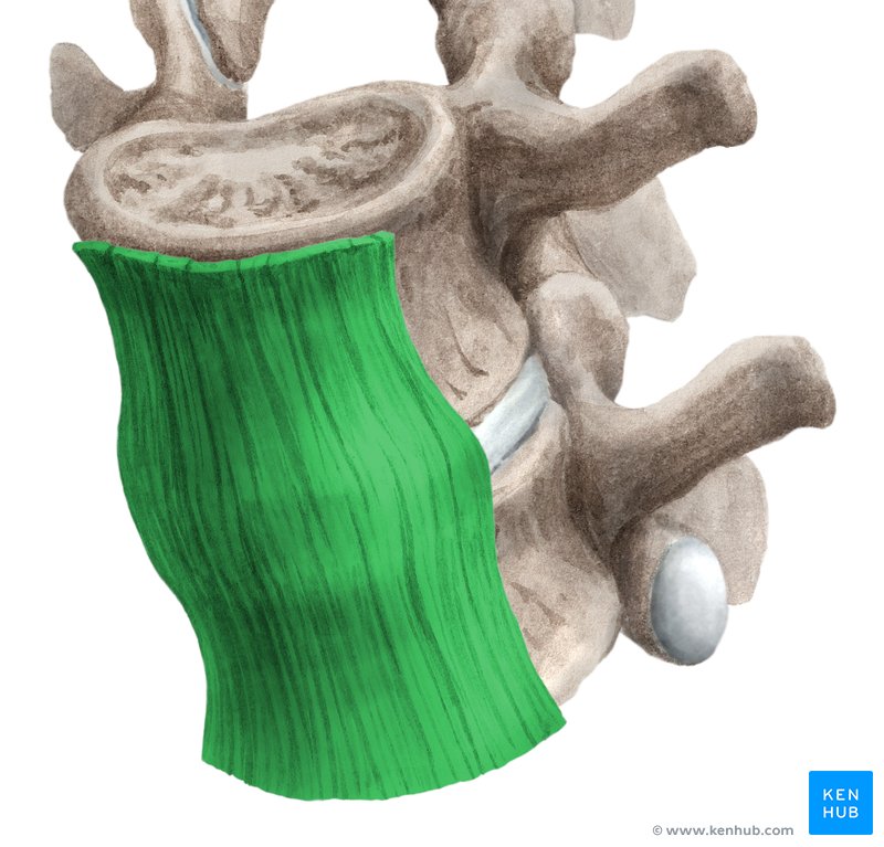 <p>what ligament is this</p>