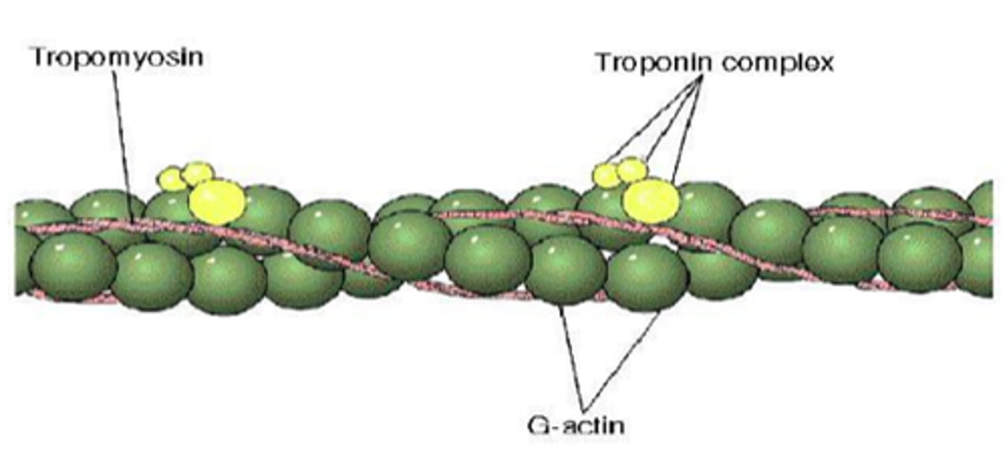 <p>protein molecules that hold the tropomyosin strand in place</p><p>- changes position to move the tropomyosin molecules, exposing the active site, prior to a muscle contraction</p><p>- act as the regulator molecule of a muscle contraction</p>