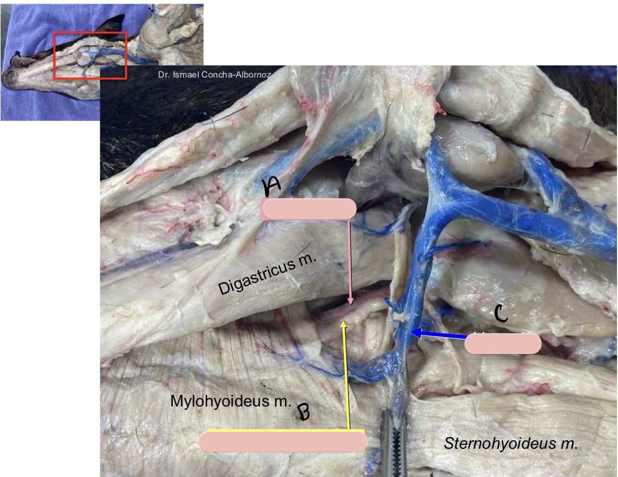 <p>Name the structure(s) indicated by a, b, and c.</p>