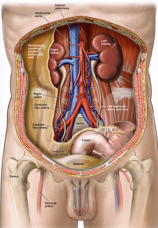 <p>In the retroperitoneum at about T12-L4</p>