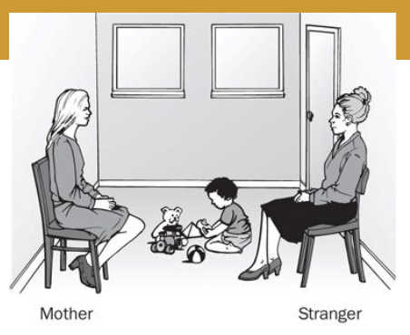 <p>Method to examine children’s attachment style</p><p>1. Mother and child play together</p><p>2. Stranger enters room (picture)</p><p>3. Mother leaves room (alone w stranger)</p><p>4. Mother returns, stranger leaves</p><p>5. Mother leaves (child alone)</p><p>6. Stranger returns</p><p>7. Mother returns</p><p></p><p>How does the child respond to leaving, stranger, the reunion?</p>