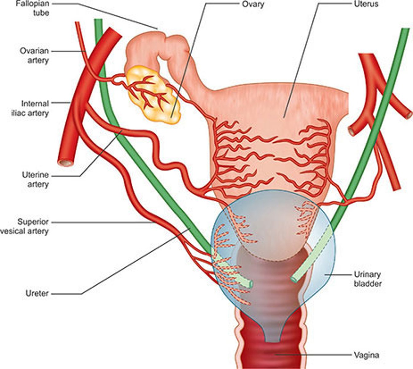 <p>medial; anterior</p>