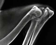 <p>Circle the area of this radiograph that indicates elbow dysplasia. What kind of elbow dysplasia is it?</p>