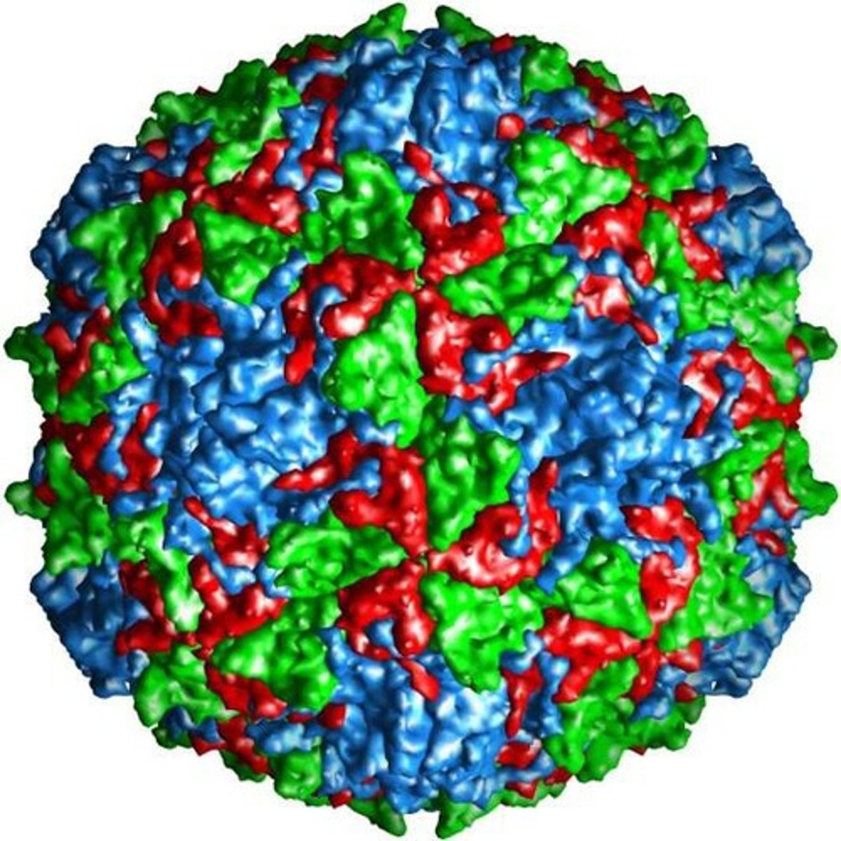 <p>Helical and Icosahedral</p>