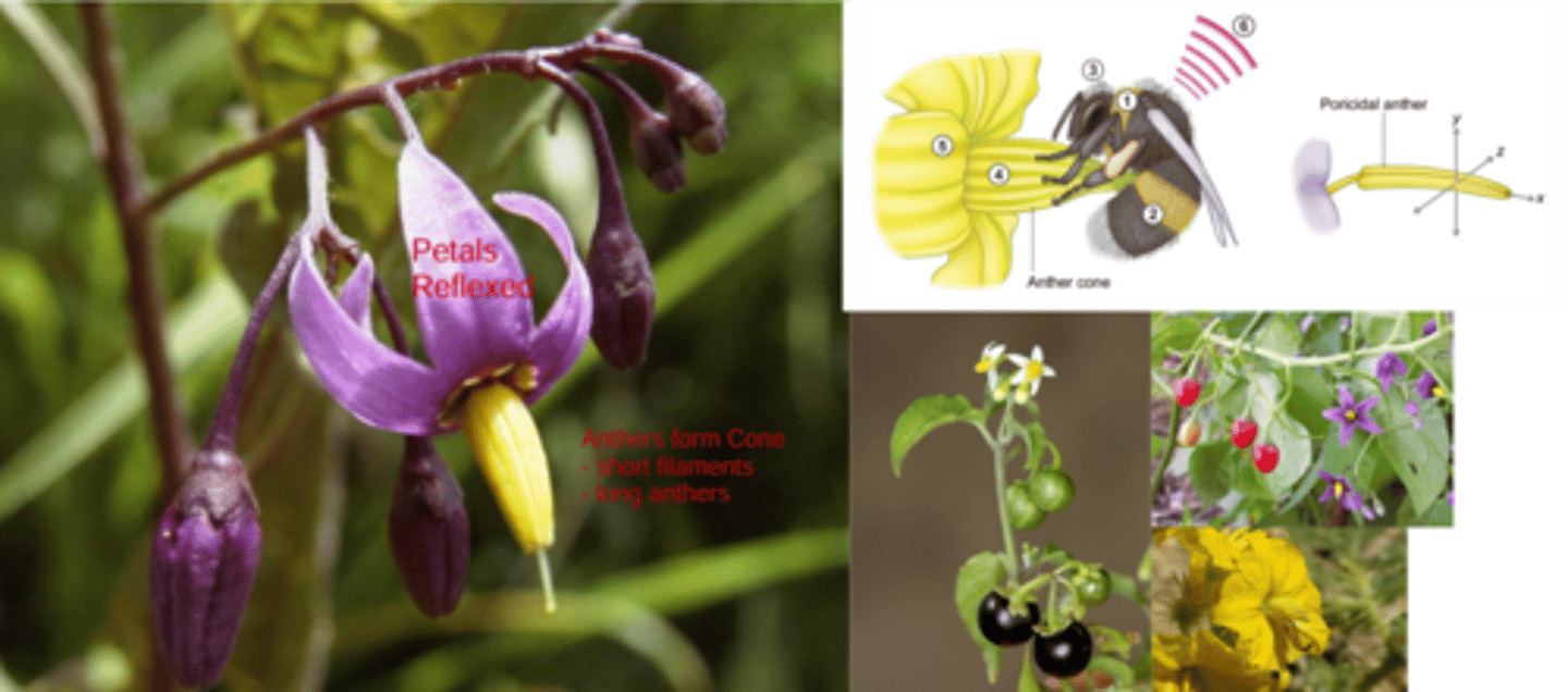 <p>What genus has these characteristics? </p><p>Reflexed Petals </p><p>Anthers form a cone (short filaments, long anthers)</p><p>Buzz Pollination (pollen only released from pores when anthers are “buzzed” or vibrated at right frequency by native bees) </p><p>The rest of the characteristics are typical of family: </p><p>1) Alternate </p><p>2) Regular </p><p>3) Variable </p><p>4) Berry </p>