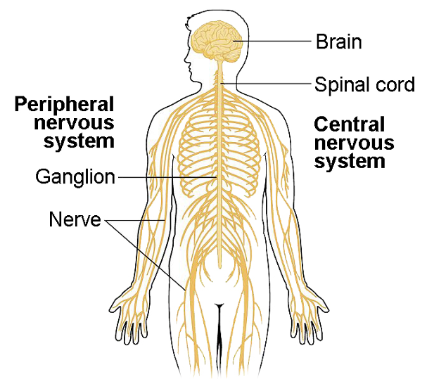 <ul><li><p><strong>Brain</strong></p><ul><li><p>housed in the skull</p></li></ul></li><li><p><strong>Spinal Cord</strong></p><ul><li><p>housed in the vertebral columns</p></li></ul></li></ul><p></p>