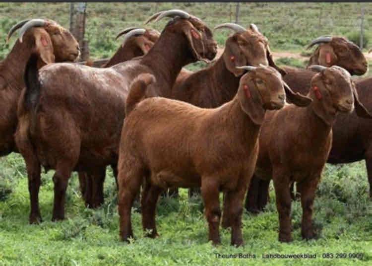 <p>What type of goat is this? And what are their key characteristics?</p>