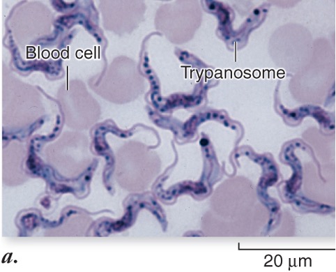 <p>What member of the supergroup is the flagellates phylum and is a parasite (worm like structure)</p>