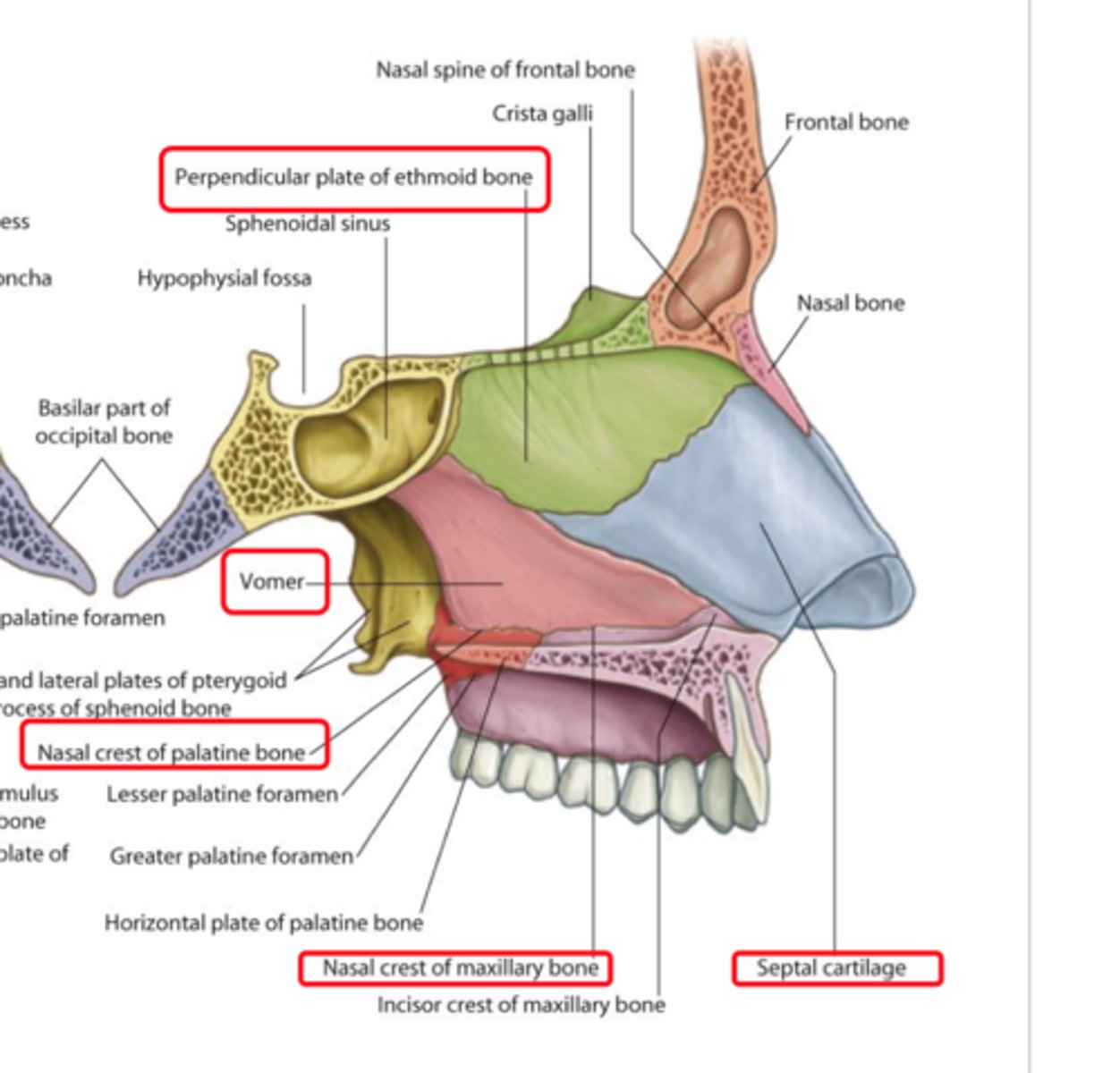 <p>(1) perpendicular plate of ethmoid bone</p><p>(2) vomer bone</p><p>(3) septal cartilage</p>