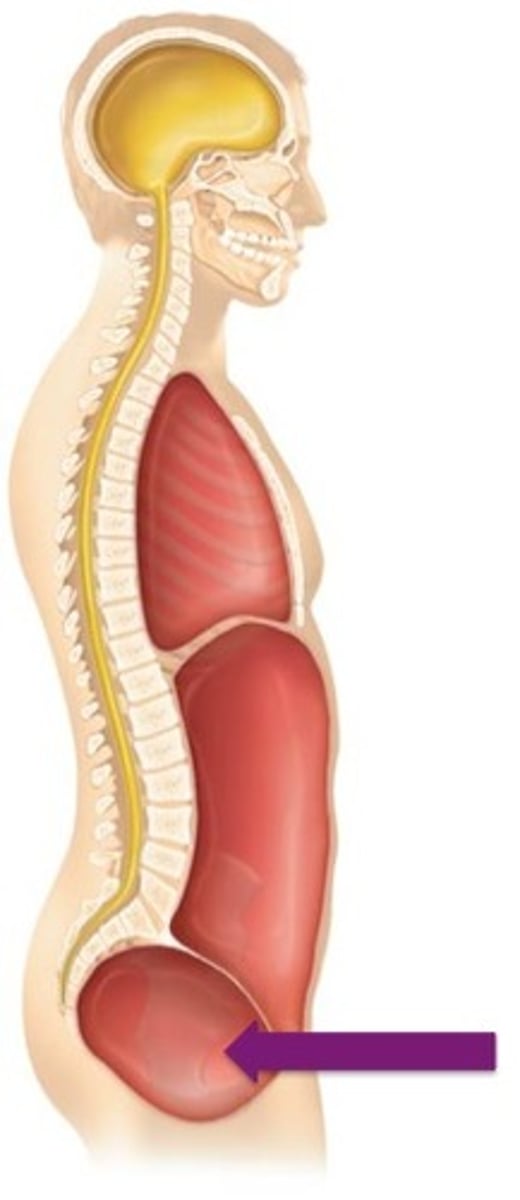 <p>Label the cavity in which the arrow is pointing.</p>