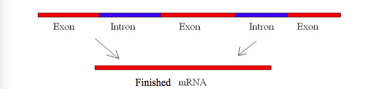 <p>not all of the newly created mRNA is required to code for a protein, some mRNA is spliced out because it is unnecessary for that gene </p>