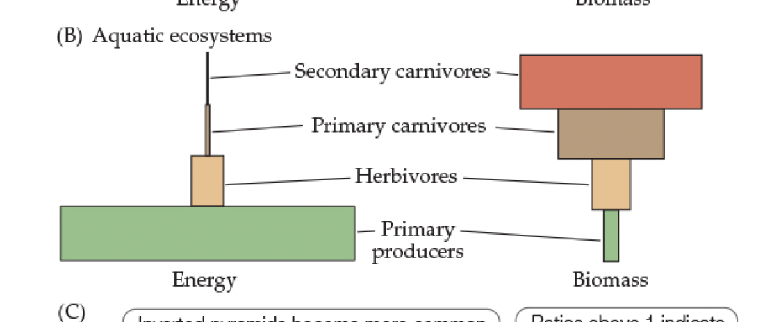 <p>Fig 21.5- Trophic Pyramid Schemes </p><p>Aquatic Ecosystems</p>