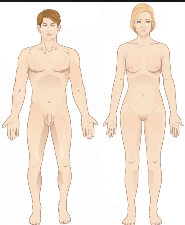 standing erect

upper limbs at sides 

palms facing forwards