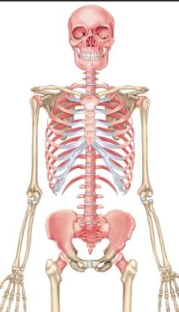 <p>Composed of bones, cartilage, and ligaments.</p>