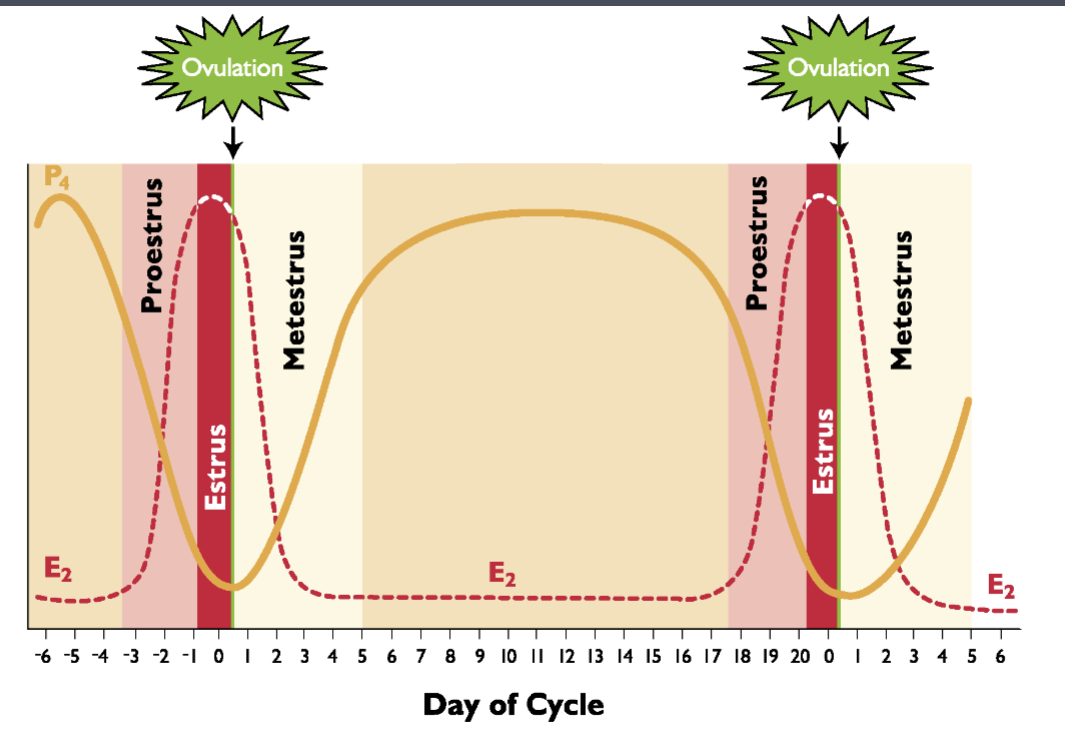<ul><li><p>Follicular phase </p><ul><li><p>growing follicles + estrogen dominance </p></li></ul></li><li><p>Luteal Phase </p><ul><li><p>corpus luteum + progesterone dominance </p></li></ul></li></ul>