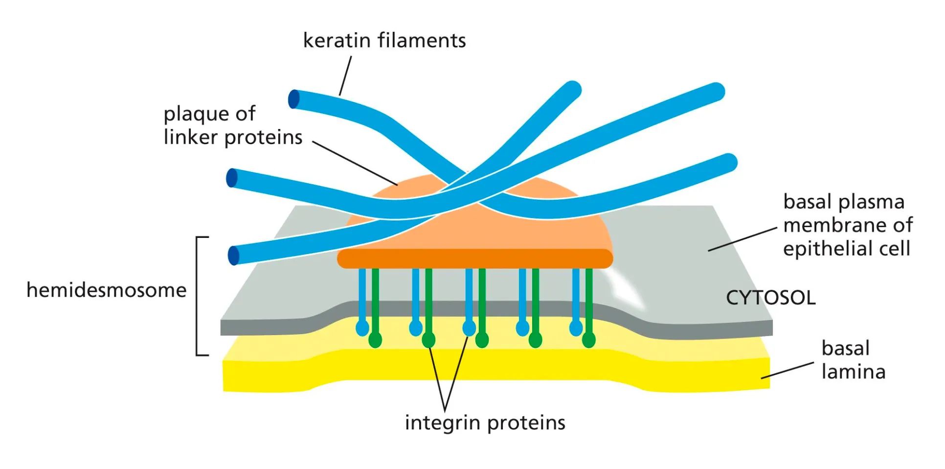 <ul><li><p>Connected to the basal lamina via integrin proteins.</p></li><li><p>Any mutations in these cells would mean the epithelial cell would not be connected to the basal lamina and you would not have polarity in that cel</p></li></ul><p></p>