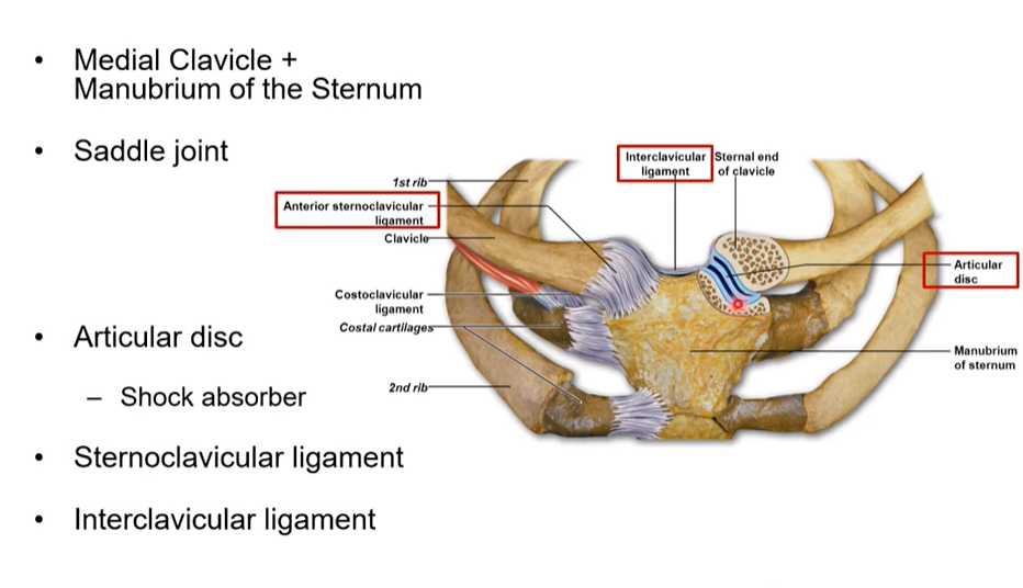 <p>where the medial clavicle and the manubrium of the sternum articulate together</p>