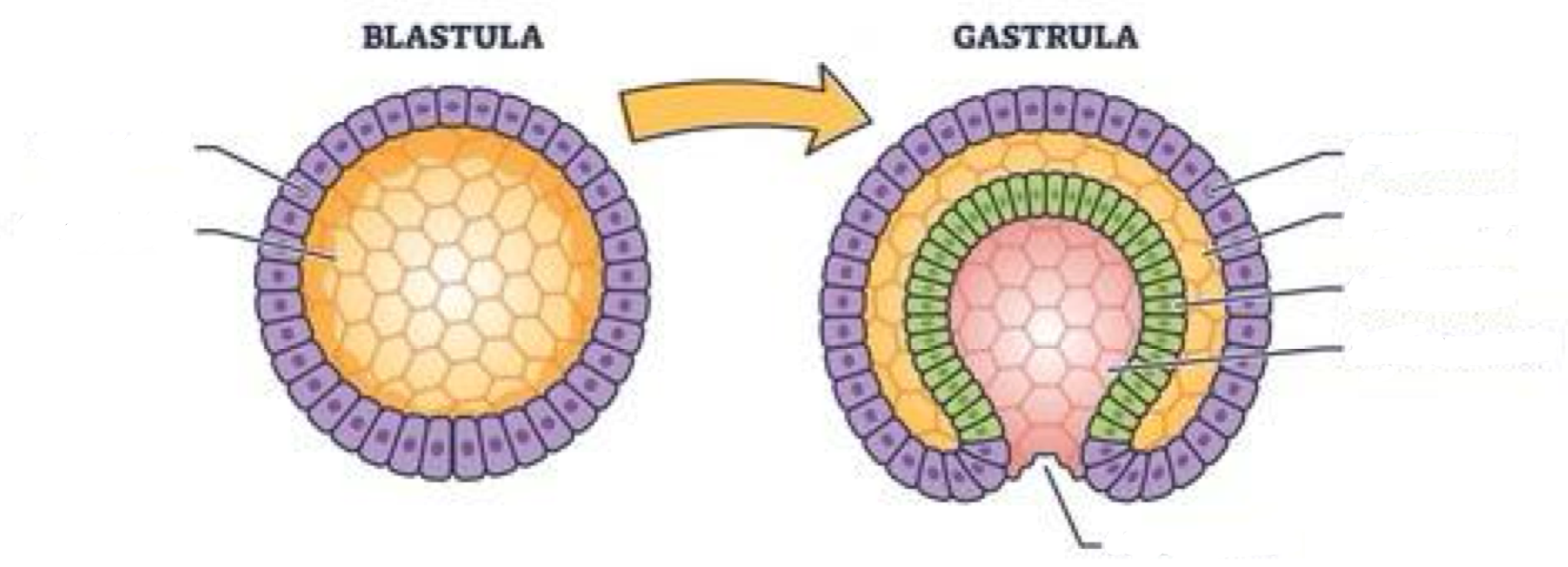 <p>Gastrulation </p>