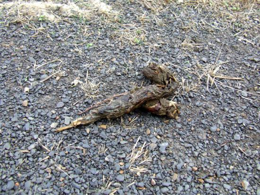 <p><span>The form of an animal's feces, and it is a key characteristic used for species identification. This specific shape is most commonly associated with carnivorous mammals, especially canids (dogs, foxes) and mustelids (weasels, martens, otters).</span></p>