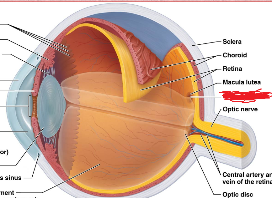 <p>Neural Layer (retina)<br>An area of the retina with the highest density of cones that produces high acuity vision.</p>