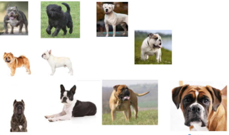 <p>All of these dogs have what in common?</p>