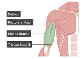 <p>Biceps brachii</p>
