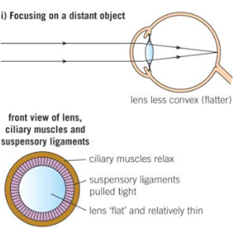 <p>The ciliary muscles relax and suspensory ligaments tighten, which means the lens becomes less convex (less rounded) so the light is refracted less and the light rays focus on the retina</p>