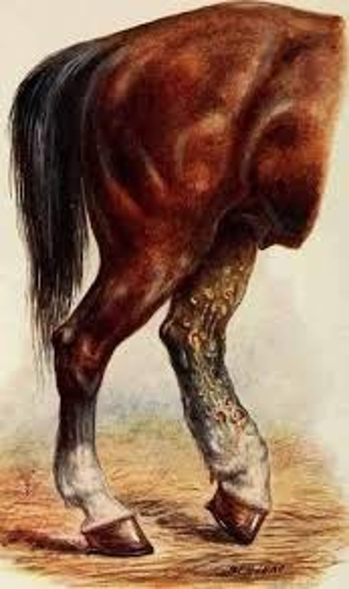 <p>d. Glanders cutaneous form</p><p>Notes:</p><p>- 3 forms: Nasal, Pulmonary or cutaneous (farcy) glanders</p><p>- Farcy = nodules along lymphatic vessels</p><p>- Nodules ulcerate + discharge pus ("farcy buds")</p><p>- Enlarged lymphatics form "farcy pipes"</p>