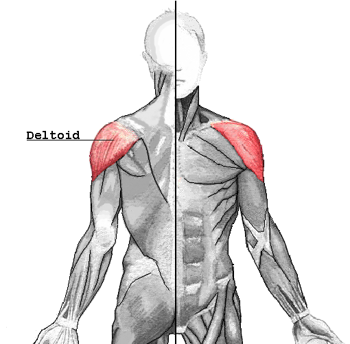 <p>Deltoids</p>