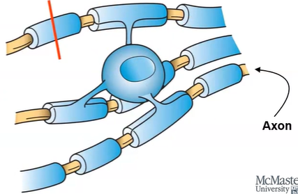 <p>oligodendrocytes are types of neurons surrounded by <strong>myelin sheath:</strong></p><ul><li><p>myelin sheath have very few types of transmembrane protein</p><ul><li><p>consists of layers of plasma membrane wrapping an axon</p></li><li><p>increases speed of electrical signals</p></li></ul></li></ul><p>the <strong>inner membrane </strong>of the mitochondria has a very high concentration of protein necessary for ETC and ATP synthesis</p>