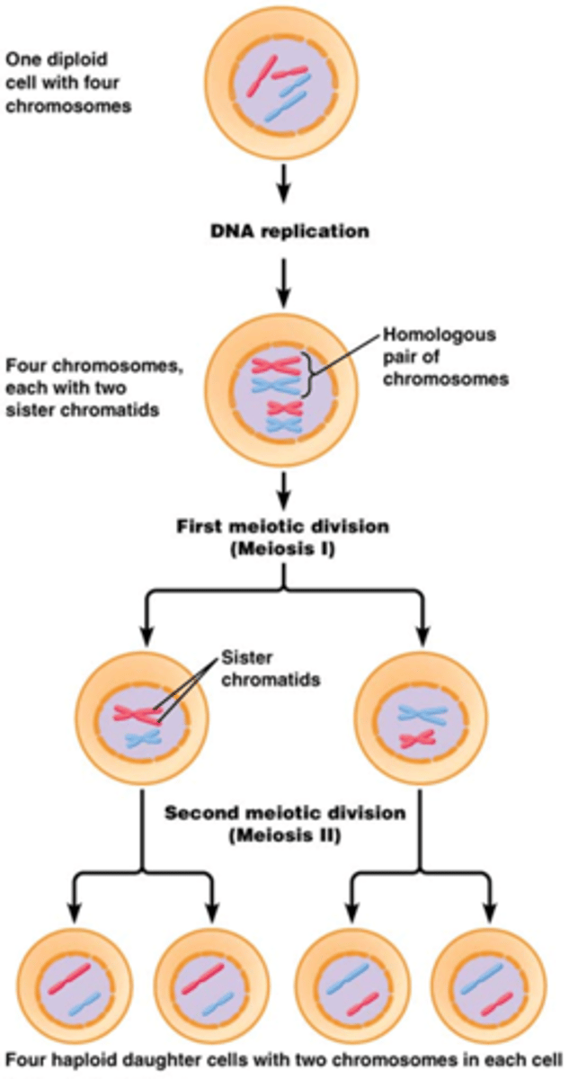 <p>Mitose: </p><p>- somatische deling </p><p>- 1 diploide moedercel geeft 2 diploide dochtercellen</p><p>meiose:</p><p>- geslachtsdeling (voor vorming van gameten)</p><p>- 1 diploïde cel geeft 4 haploïde gameten</p><p>meiose gaat gepaard met:</p><p>- 1x DNA replicatie </p><p>- 2 celdelingen (meiose I en meiose II)</p>