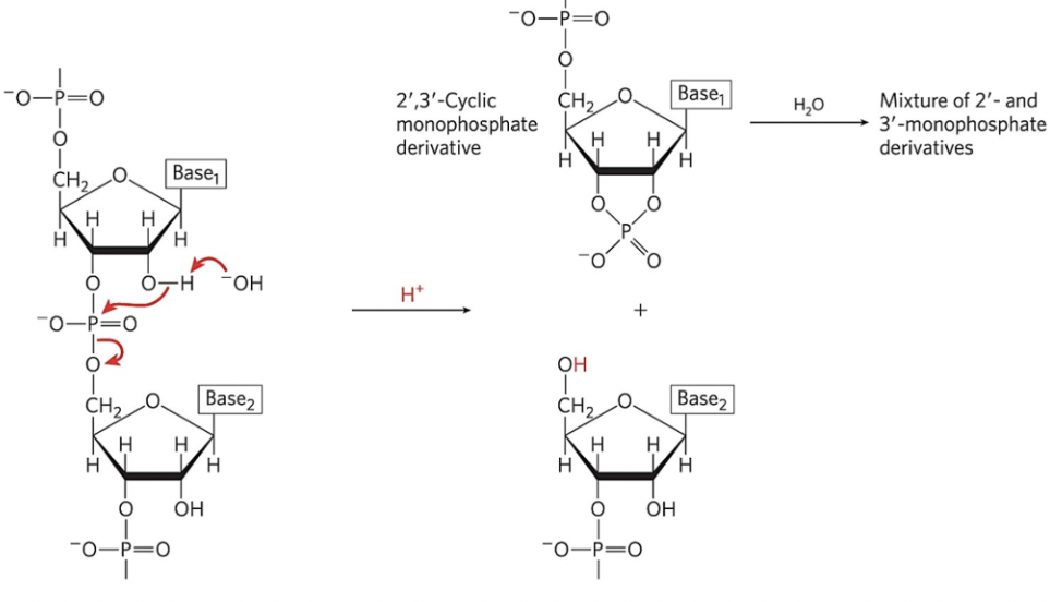 <p>Examine the reaction in the illustration and determine the type of reaction represented.</p>