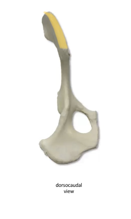 What is this bony prominence 