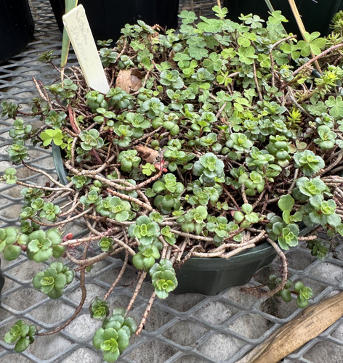 <p>What is the common name for this plant?</p>