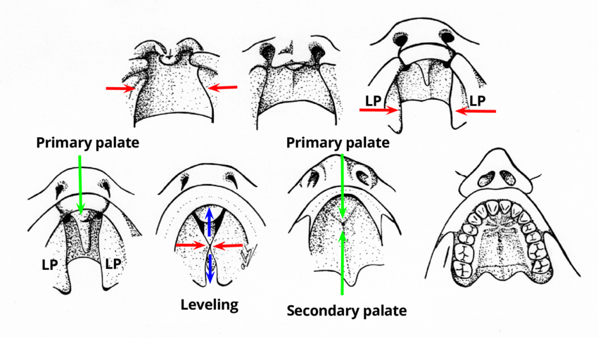 <p>maxillary bones + medial nasal processes grow</p>