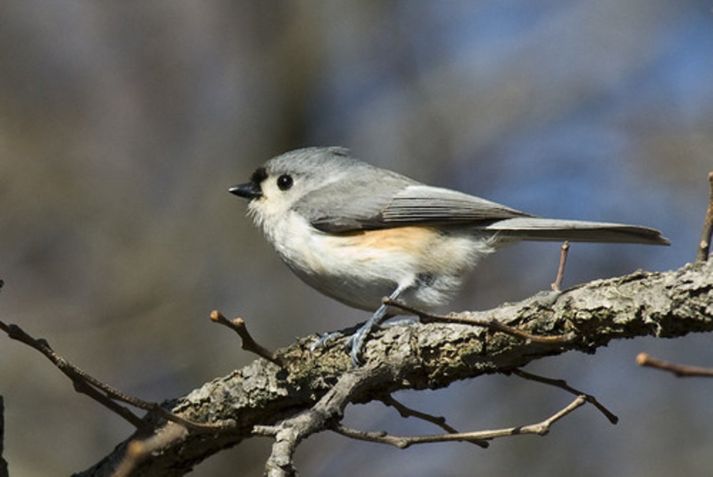 <p>Tufted Titmouse</p>