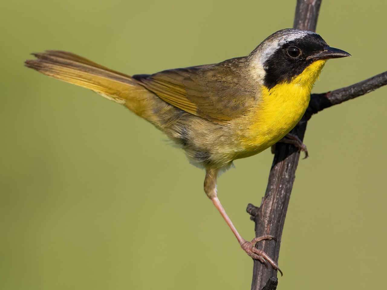 <p>Male olive warbler with black mask &amp; yellow throat; female plain olive with yellow wash.</p>