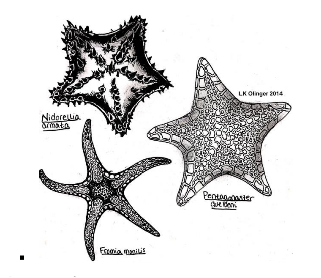 <p>Echinodermata: sea stars, pentaradial, aboral madreporite</p>