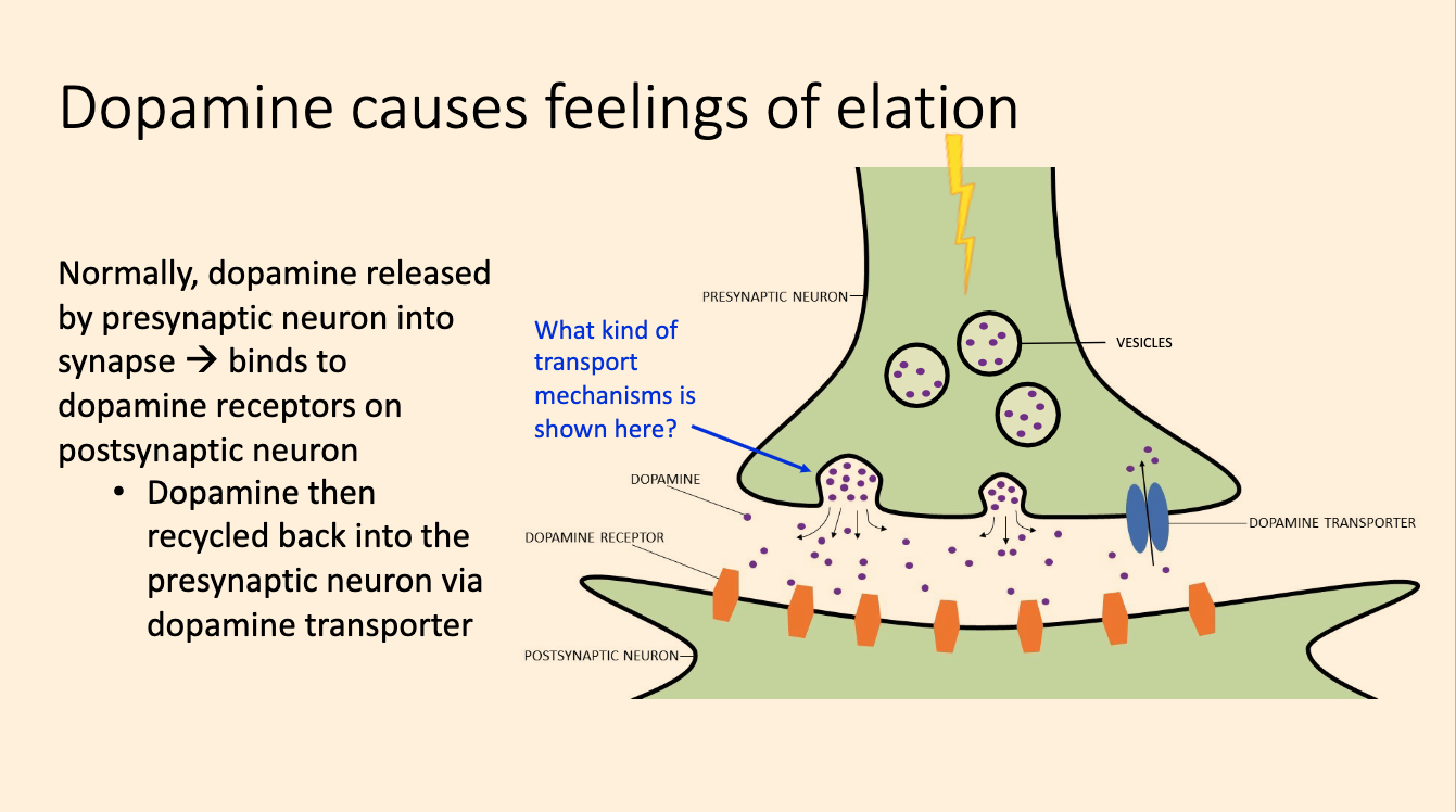 What kind of transport mechanisms is shown here?

(dopamine released by presynaptic neuron into synapse) 