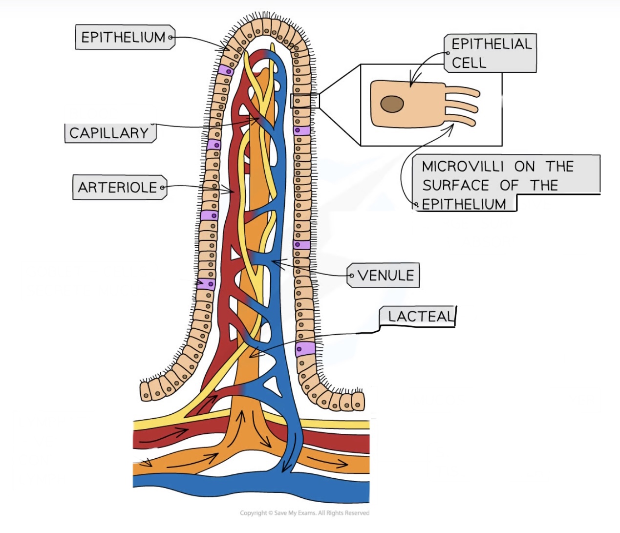 knowt flashcard image