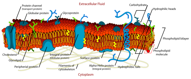 <p><span>The cell membrane, also called the phospholipid bilayer, is made up of several important parts that work together to control what enters and leaves the cell and how it communicates.</span></p><p></p><p><span>First, the phospholipid bilayer has hydrophilic heads that love water and hydrophobic tails that hate water. This creates a barrier — only small or non-polar molecules can pass through easily.</span></p><p></p><p><span>Then there are proteins. Some proteins sit on the surface, and others go all the way through the membrane — these are called integral or transmembrane proteins. They act like channels or carriers, letting specific molecules in or out.</span></p><p></p><p><span>Cholesterol is tucked between the phospholipids. It doesn’t transport things — instead, it helps keep the membrane stable and flexible, especially when temperatures change.</span></p><p></p><p><span>Glycolipids are lipids with a carbohydrate (sugar) attached.</span></p><p><span>Glycoproteins are proteins with carbohydrates attached.</span></p><p><span>These carbohydrates stick out on the outside of the cell and form what’s called the glycocalyx, which helps with cell recognition, protection, and communication</span></p>